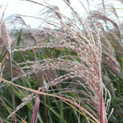 Miscanthus sin. 'Silberfeder'