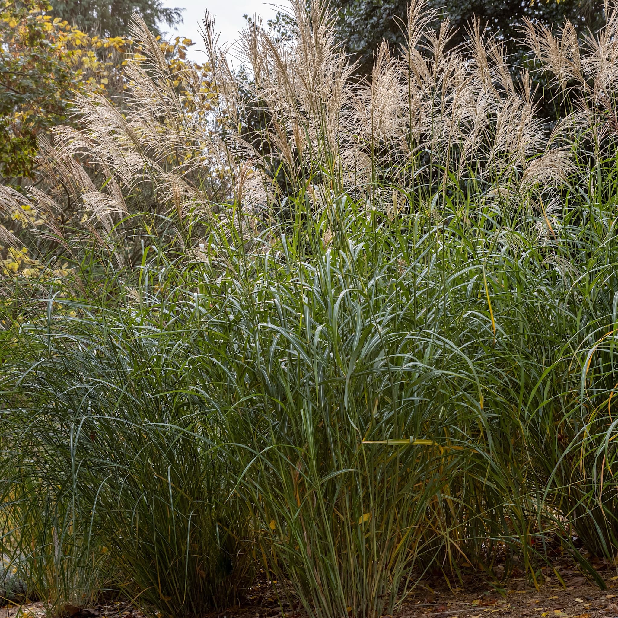 Miscanthus sin. 'Silberfeder'