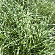 Miscanthus sin. 'Zebrinus'