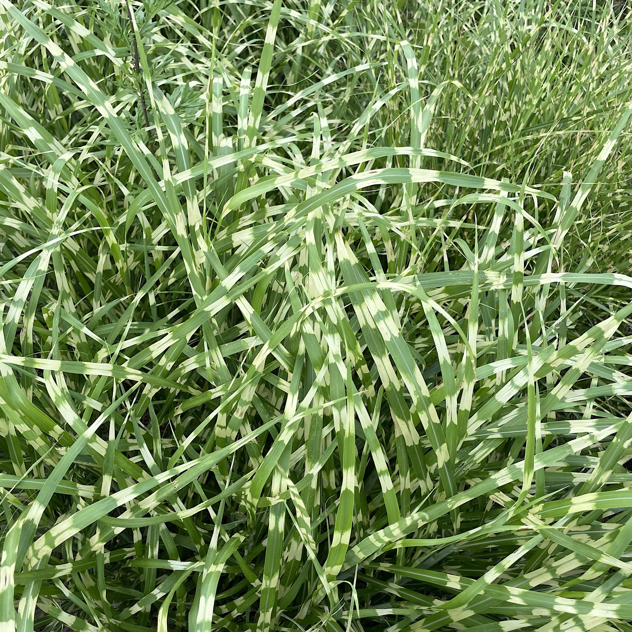 Miscanthus sin. 'Zebrinus'