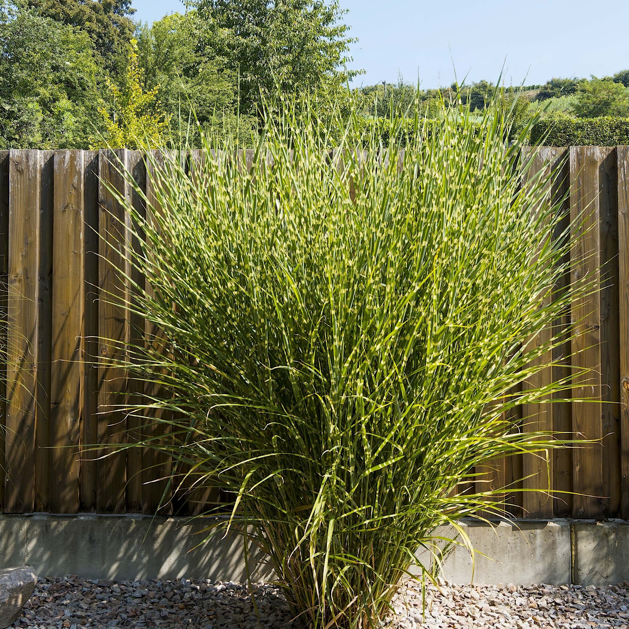 Miscanthus sin. 'Zebrinus'