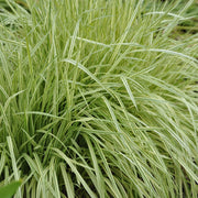Molinia caer. 'Variegata'