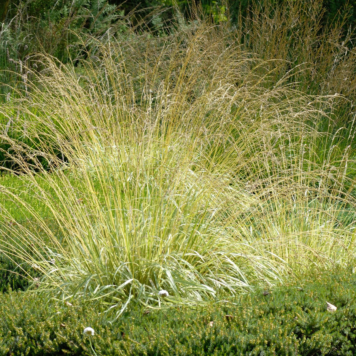 Molinia caer. 'Variegata'