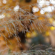 Molinia arundinacea