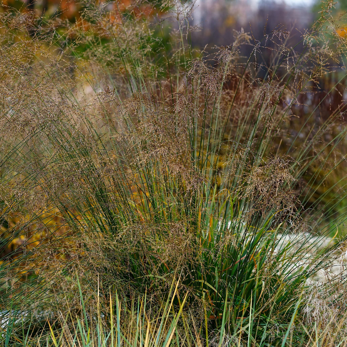 Molinia arundinacea