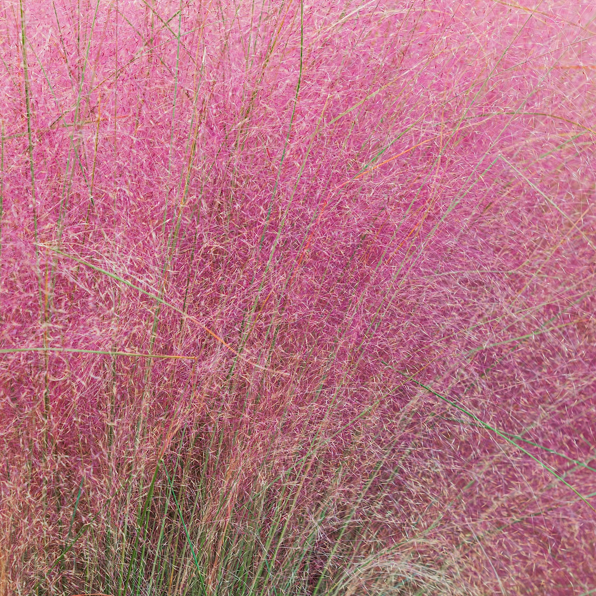 Muhlenbergia capillaris