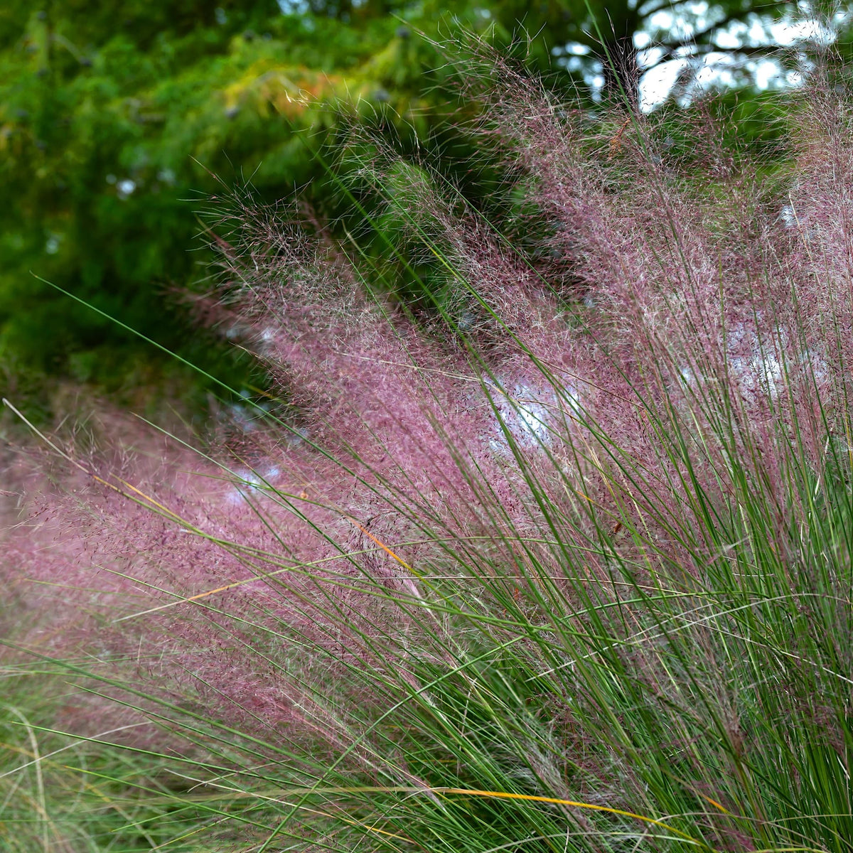 Muhlenbergia capillaris