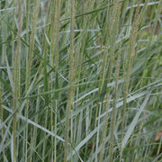 Panicum virg. 'Heavy Metal'