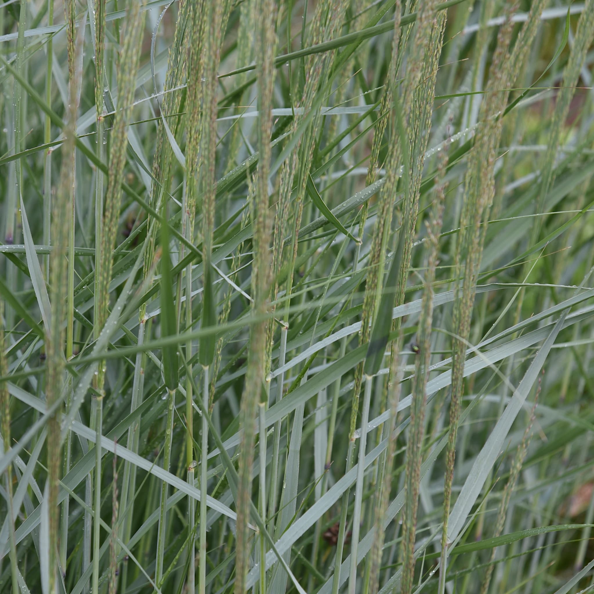 Panicum virg. 'Heavy Metal'