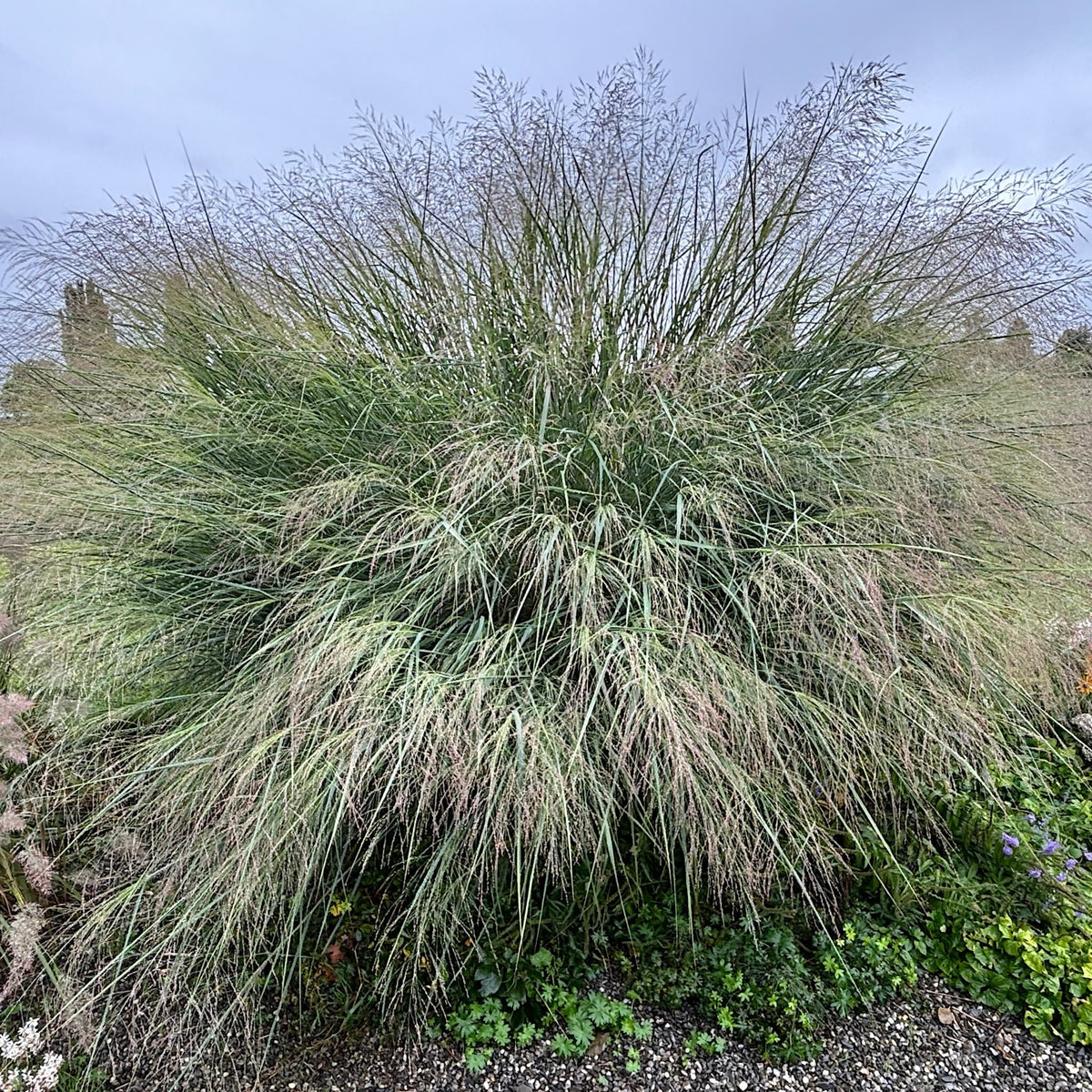 Panicum virg. 'Heavy Metal'