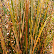Panicum virgatum 'Northwind'