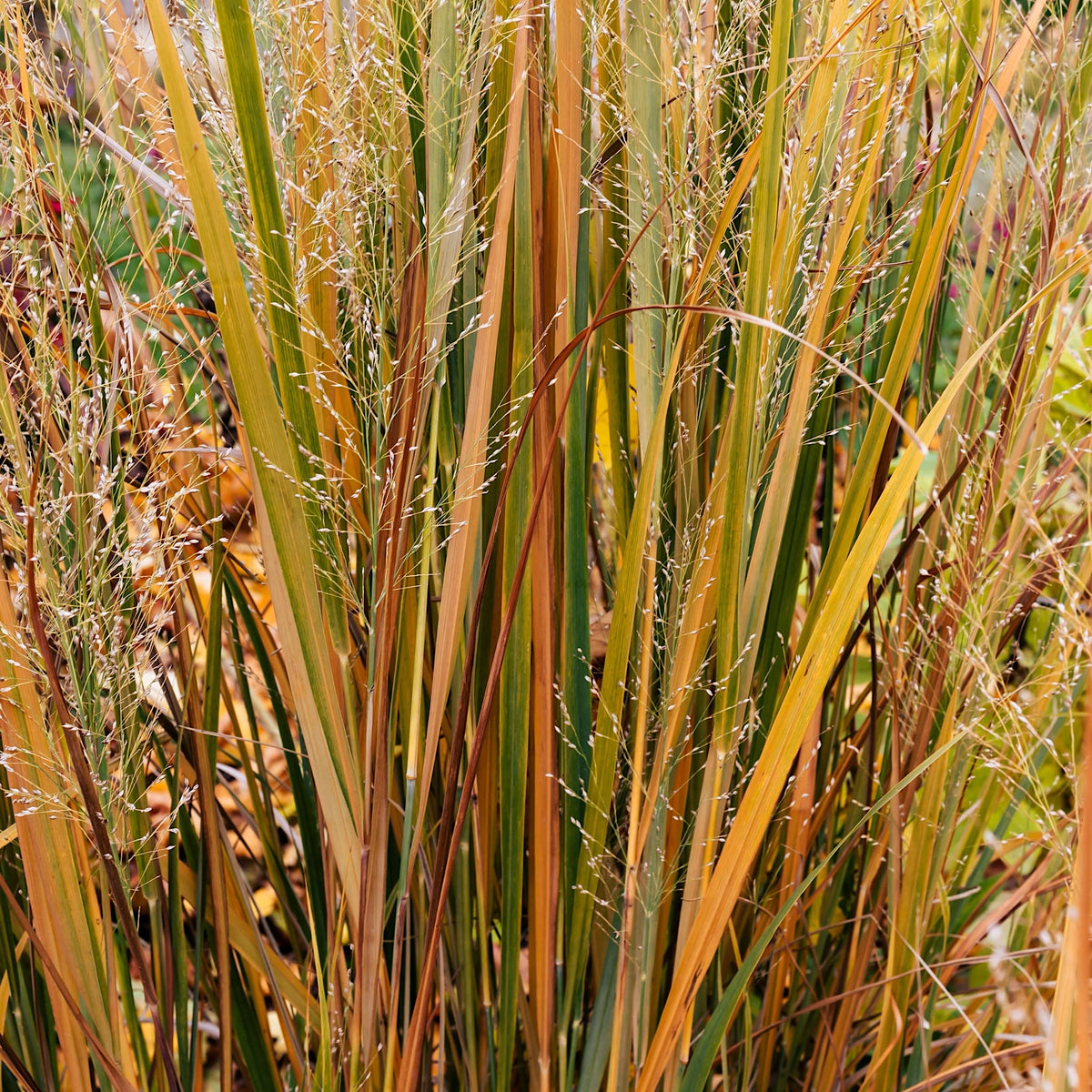 Panicum virgatum 'Northwind'