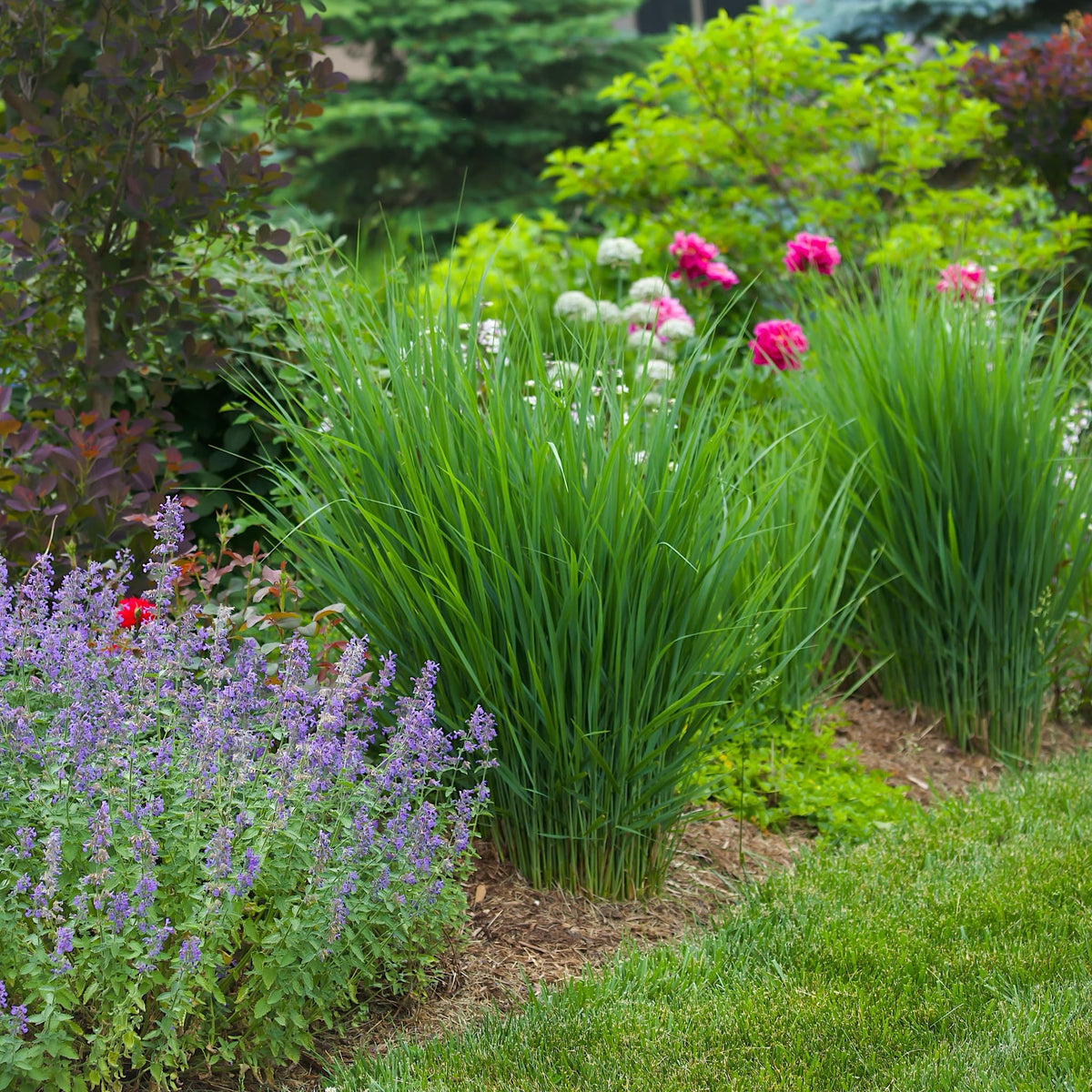 Panicum virgatum 'Northwind'