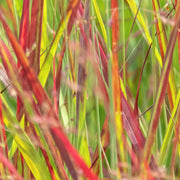 Panicum virg. 'Rubrum'