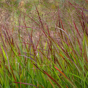 Panicum virgatum 'Shenandoah'