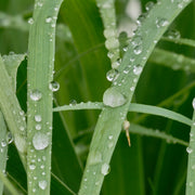 Panicum virgatum