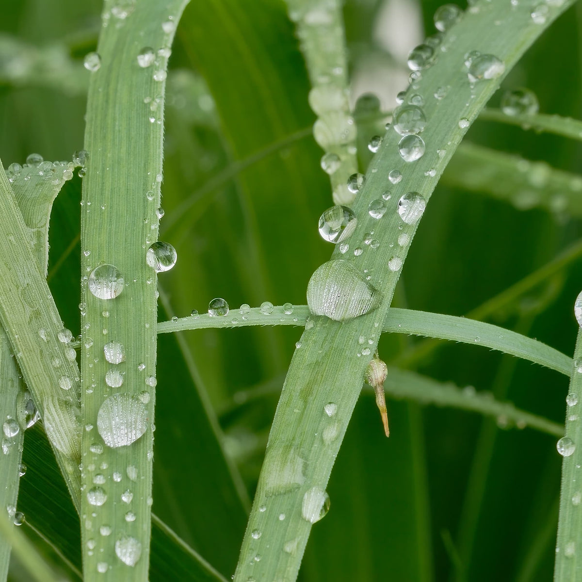 Panicum virgatum
