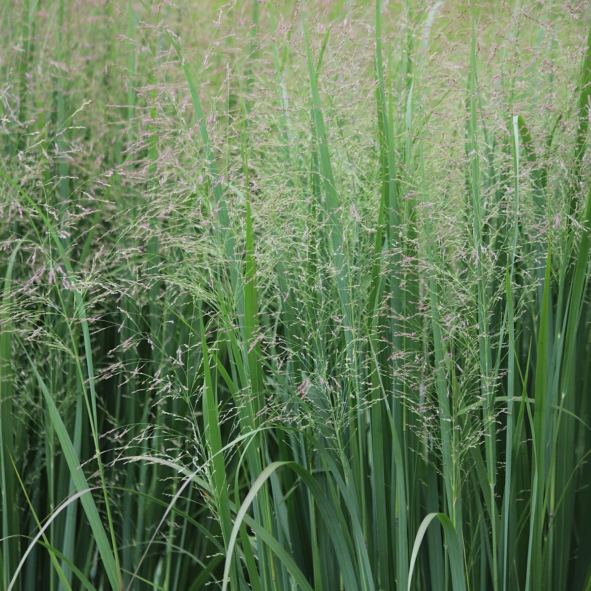 Panicum virgatum