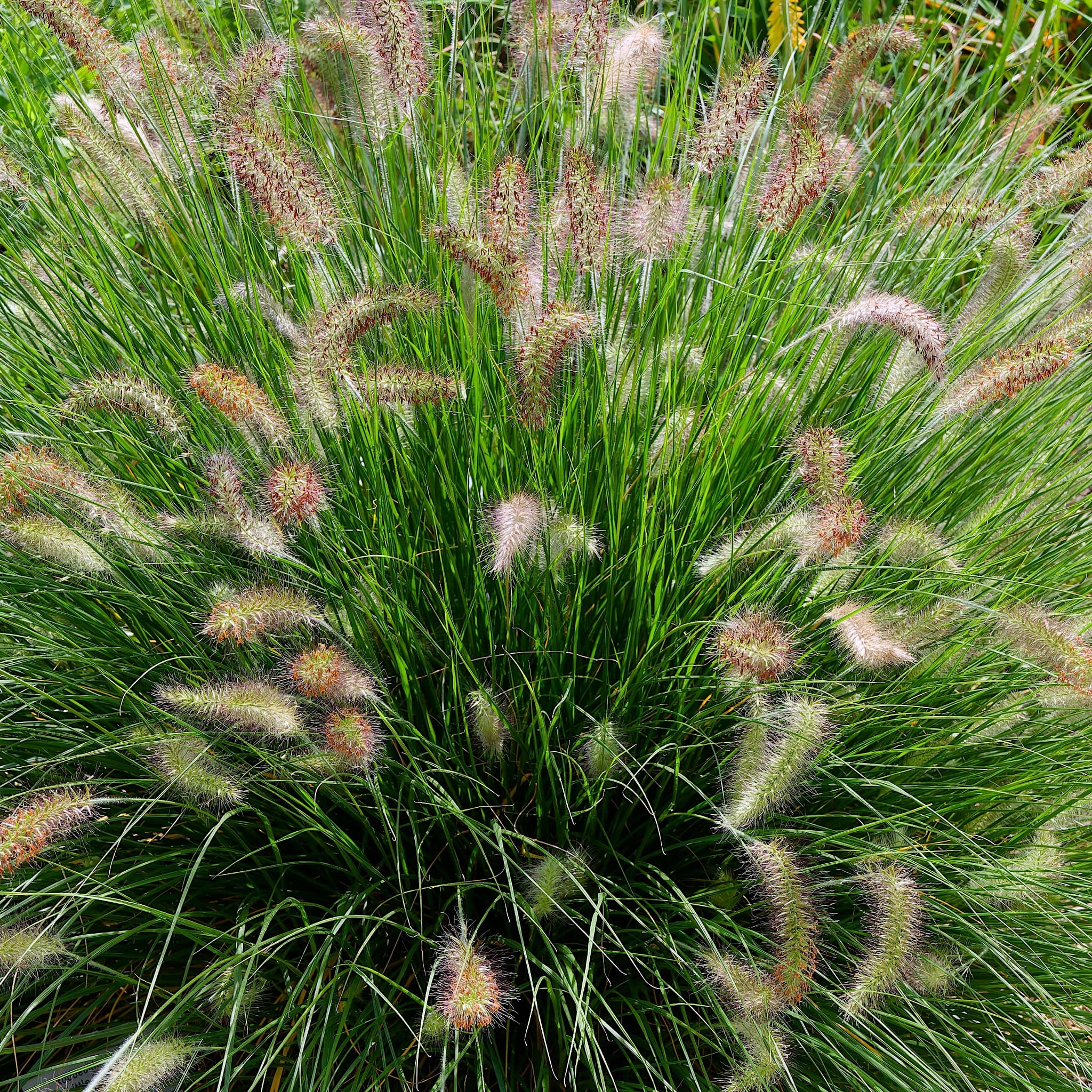 Pennisetum alopecuroides