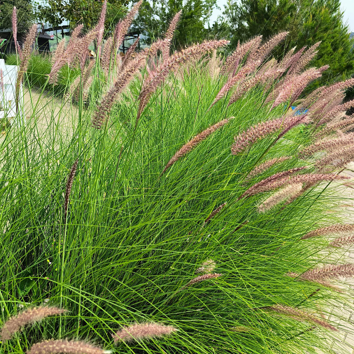 Pennisetum alopecuroides