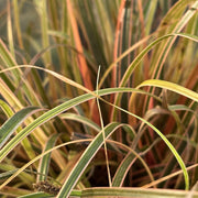 Uncinia rubra 'Everflame'