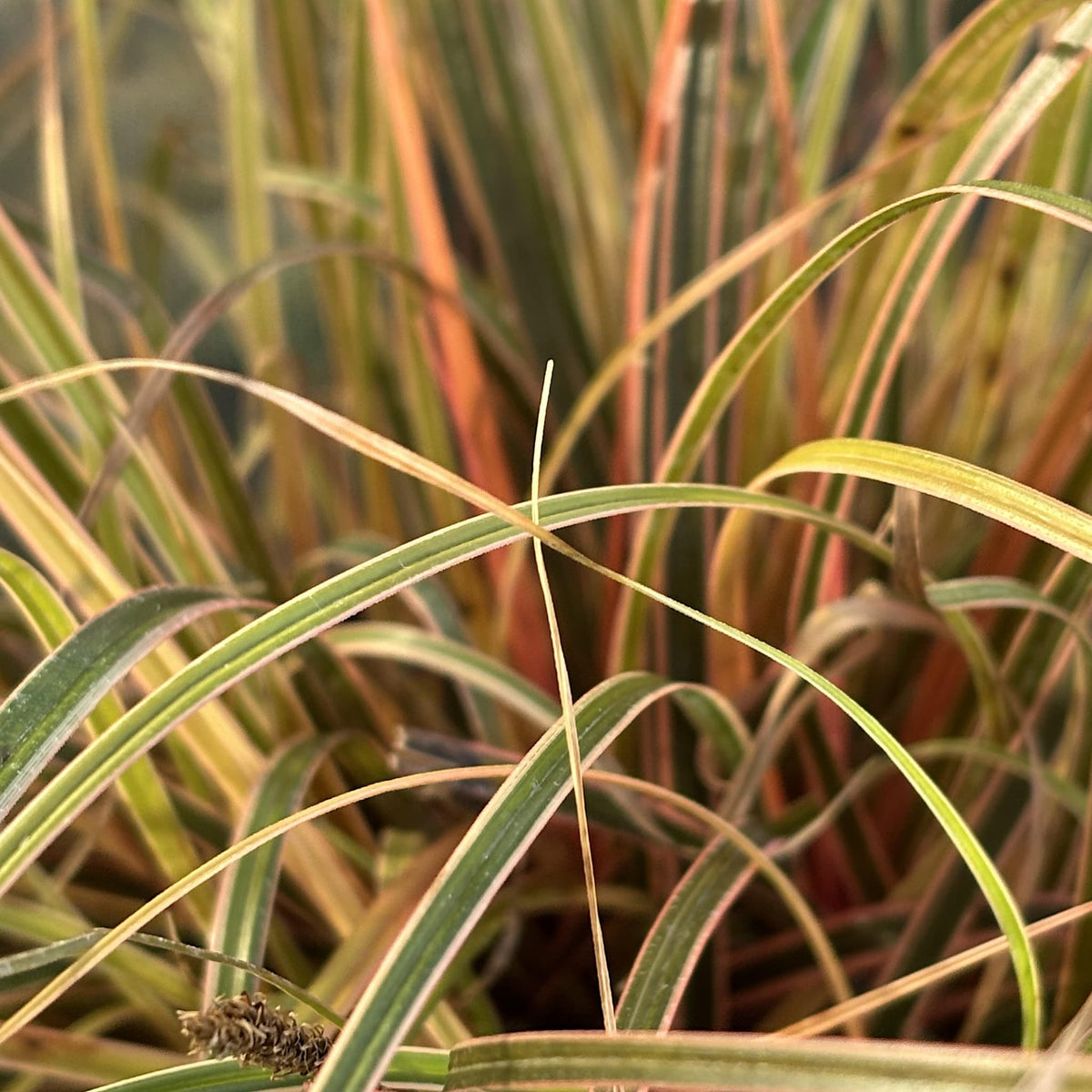 Uncinia rubra 'Everflame'