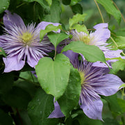 Clematis 'Crystal Fountain'