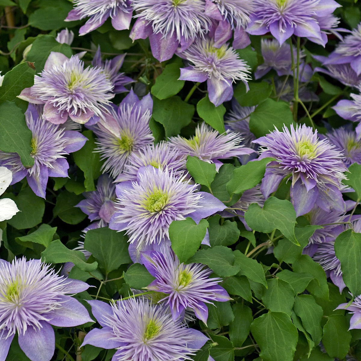 Clematis 'Crystal Fountain'
