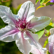 Clematis 'Countess of Wessex'