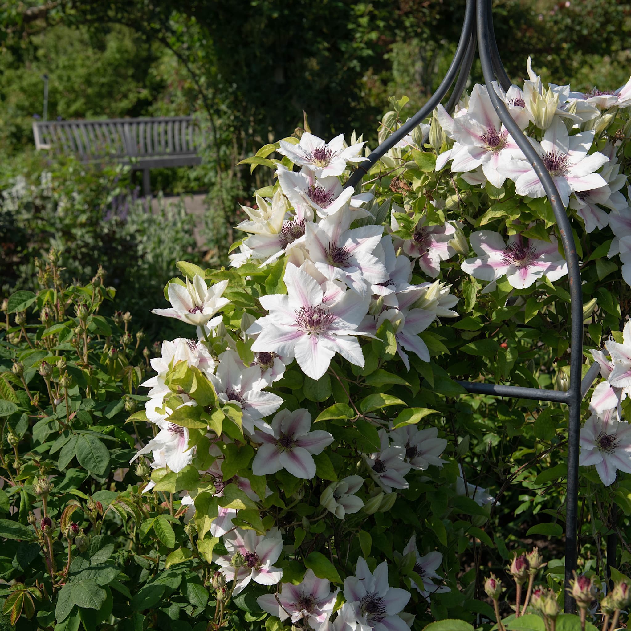 Clematis 'Countess of Wessex'
