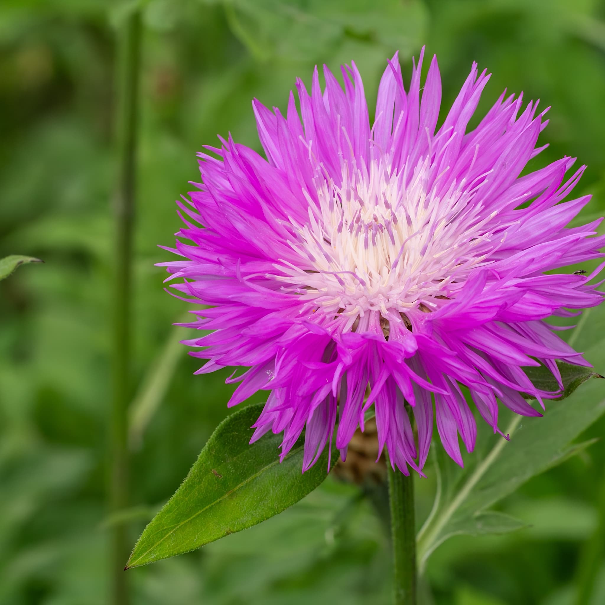 Centaurea dealbata