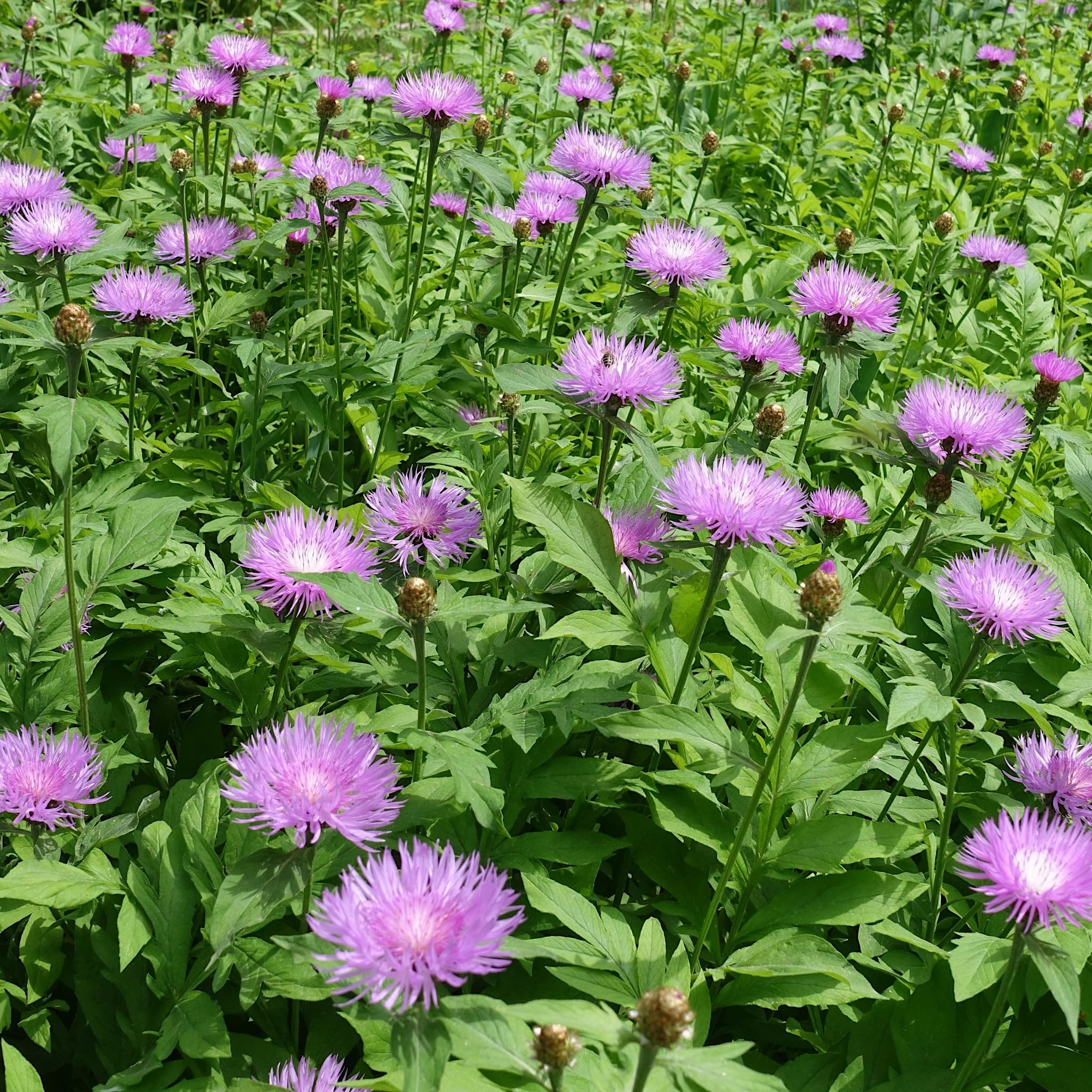 Centaurea dealbata