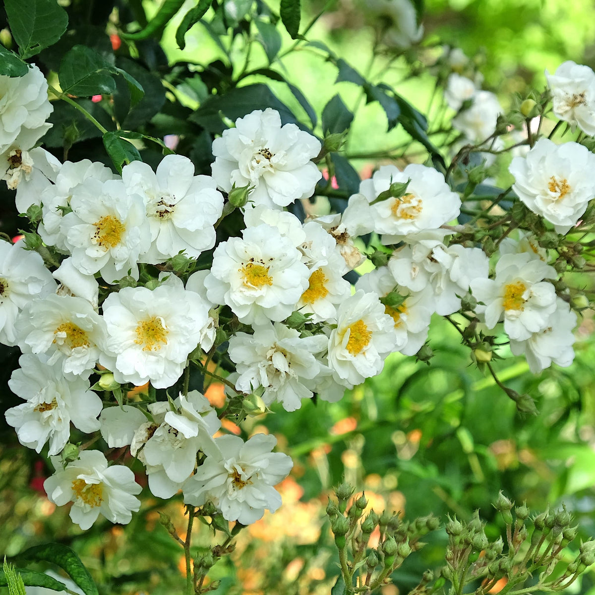Rosa 'Rambling Rector'