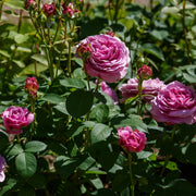 Rosa 'Lavender Ice'