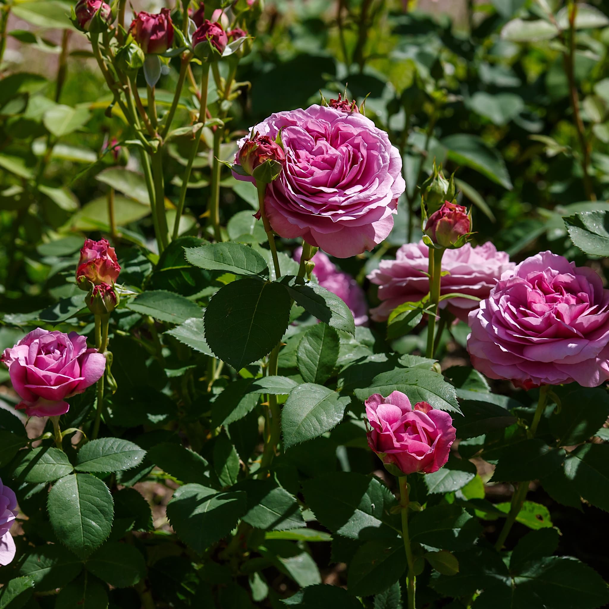 Rosa 'Lavender Ice'