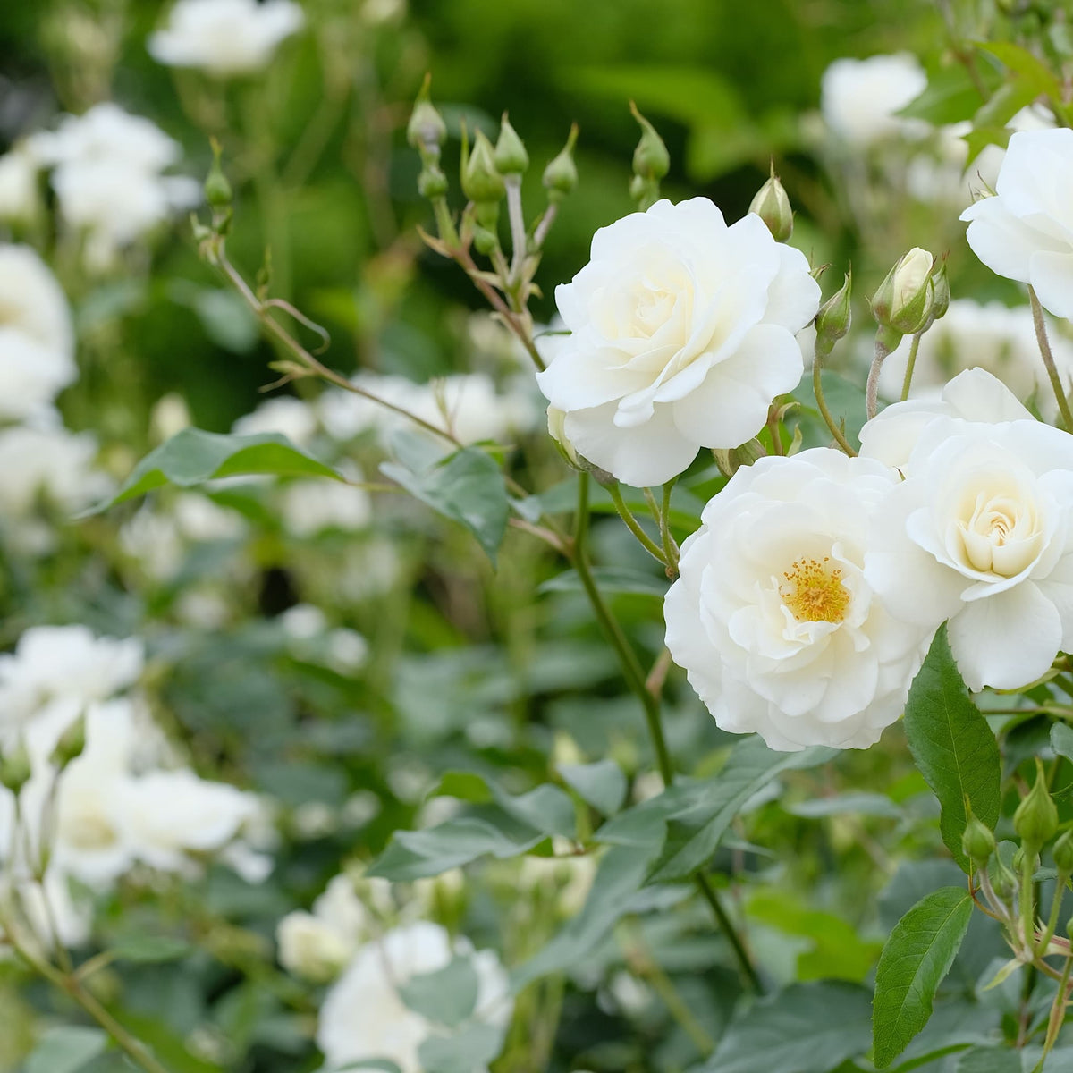 Rosa 'Iceberg'