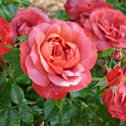Rosa 'Hot Chocolate'