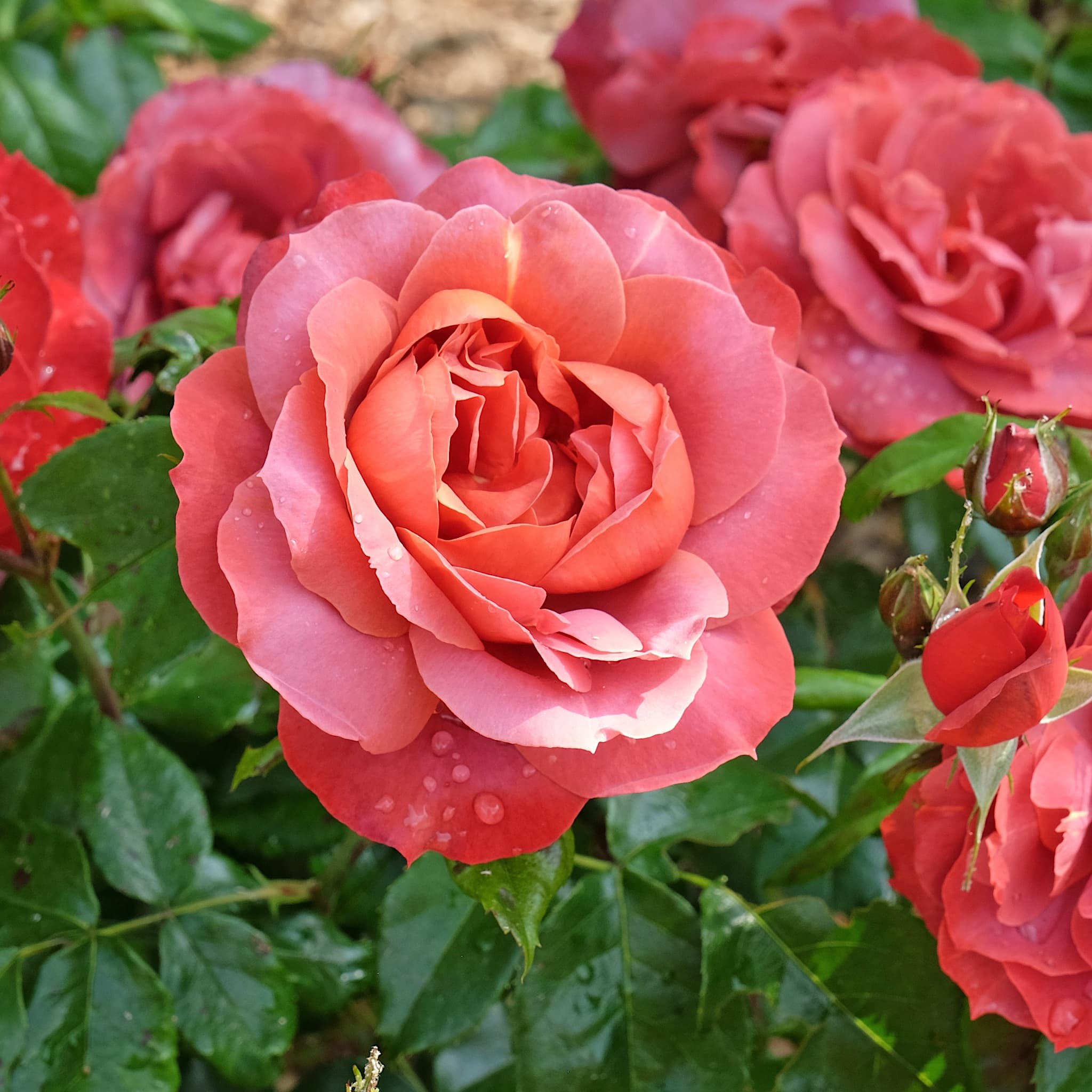 Rosa 'Hot Chocolate'