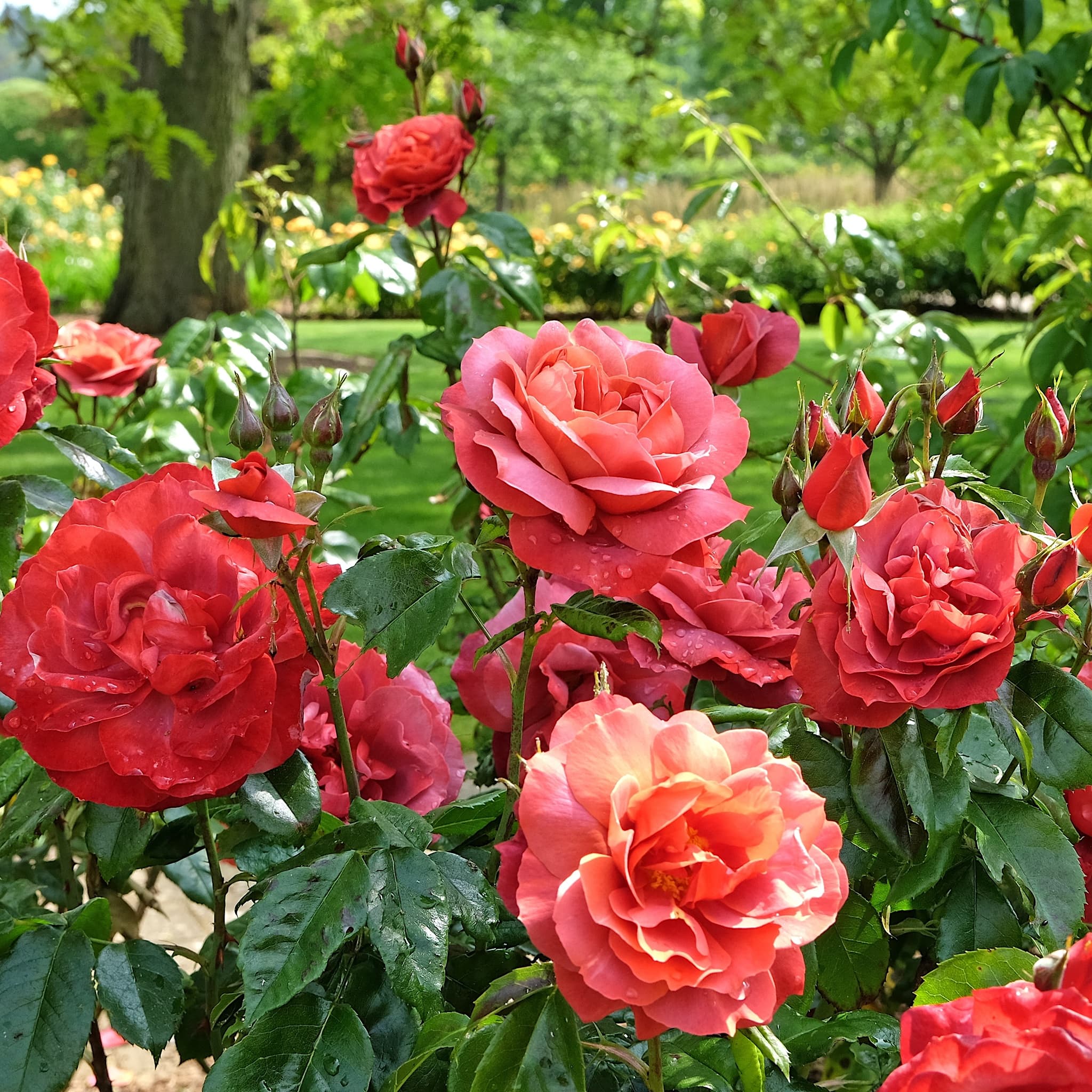 Rosa 'Hot Chocolate'