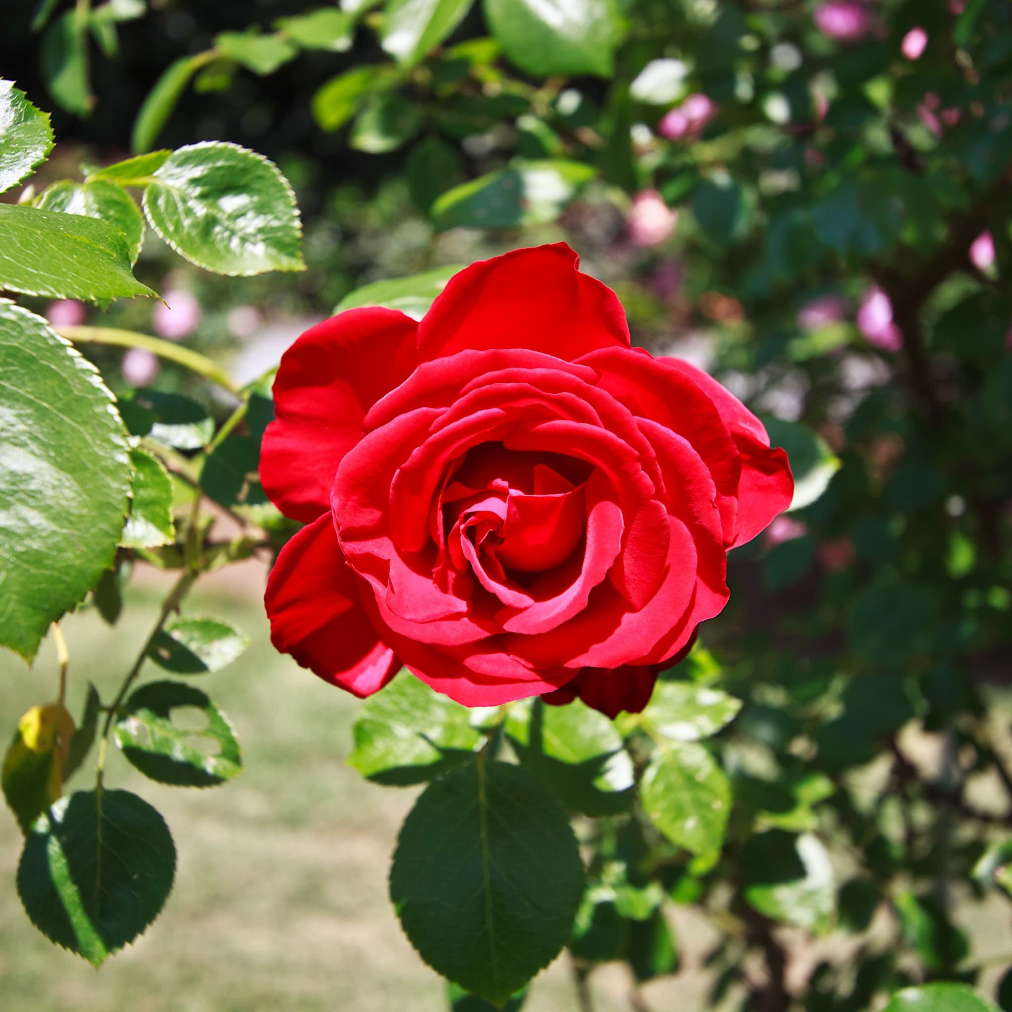 Rosa ‘Dublin Bay’
