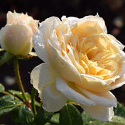 Rosa ‘Champagne Moment’