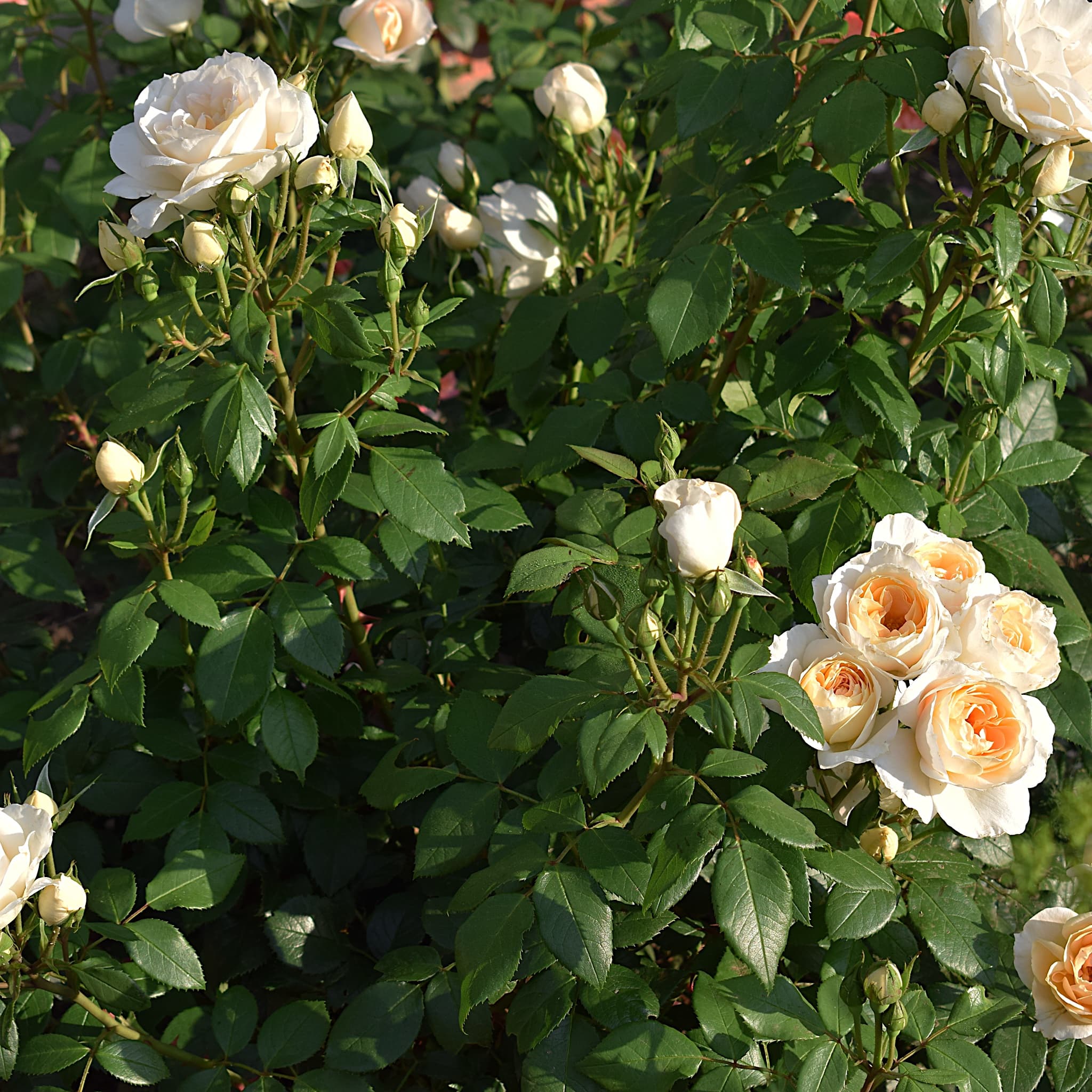 Rosa ‘Champagne Moment’