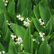 Convallaria majalis