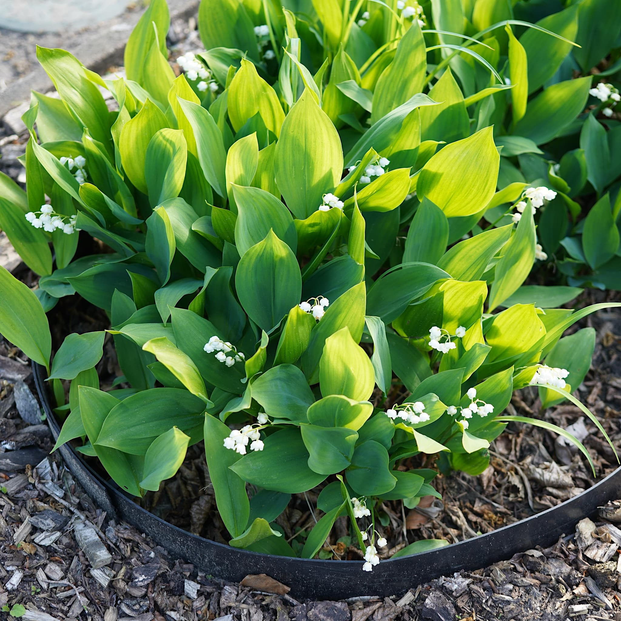 Convallaria majalis