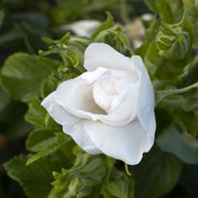 Rosa 'Blanc Double de Coubert'