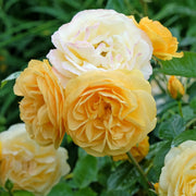 Rosa 'Absolutely Fabulous'