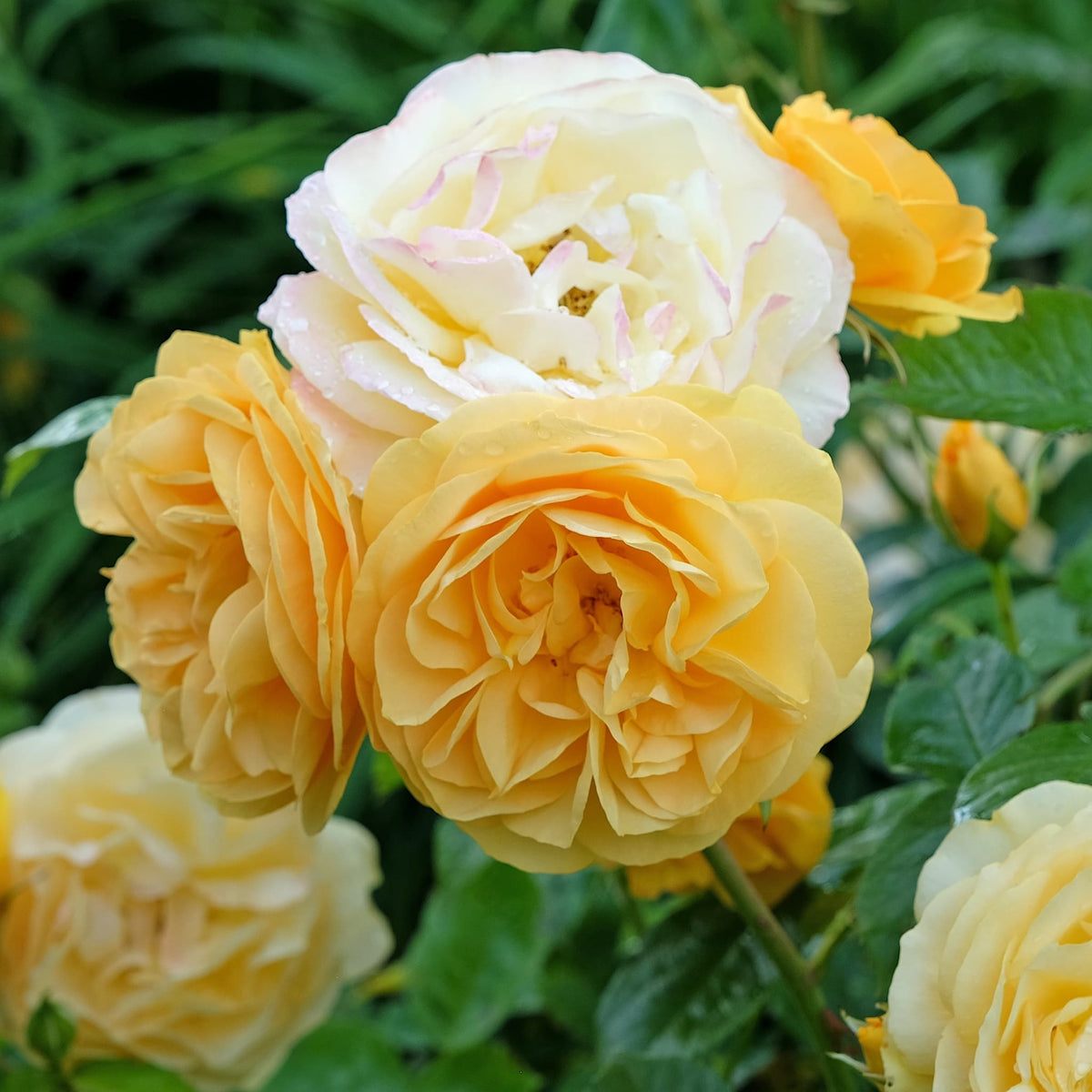 Rosa 'Absolutely Fabulous'