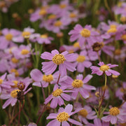 Coreopsis rosea 'American Dream'