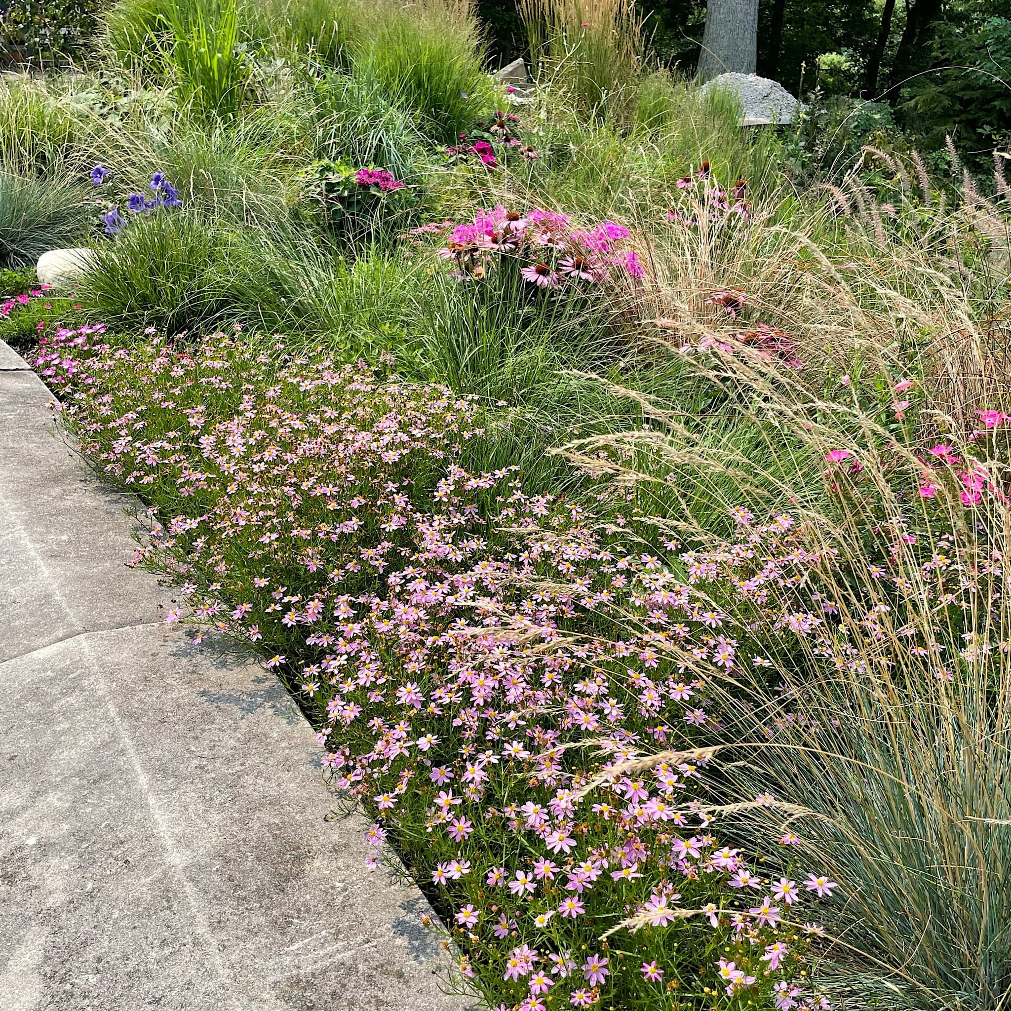 Coreopsis rosea 'American Dream'
