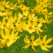 Coreopsis vert. 'Zagreb'